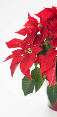 Image of Poinsettia Mary L Williams